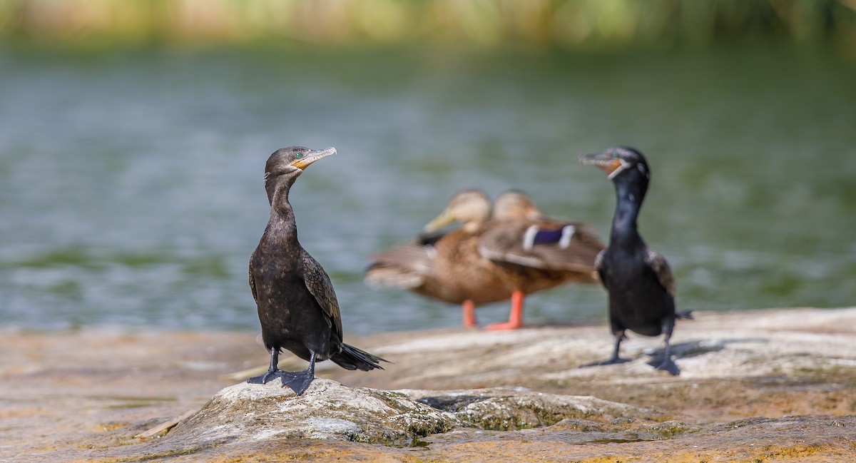 Neotropic Cormorant - ML621749448