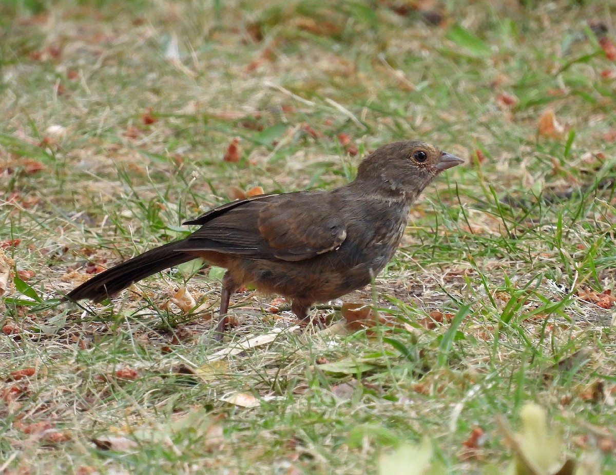 California Towhee - ML621749451