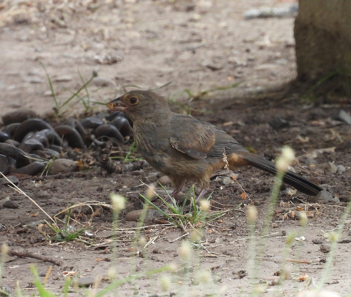 California Towhee - ML621749461