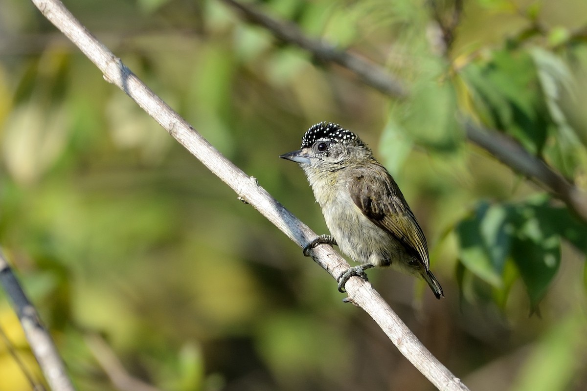Fine-barred Piculet - ML621749473