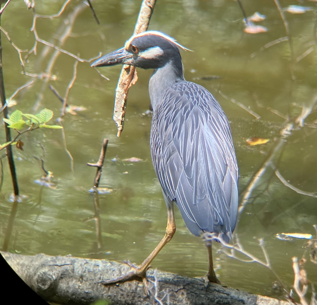 Yellow-crowned Night Heron - ML621749562