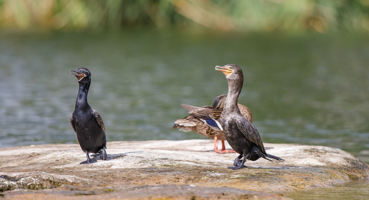 Neotropic Cormorant - ML621749640