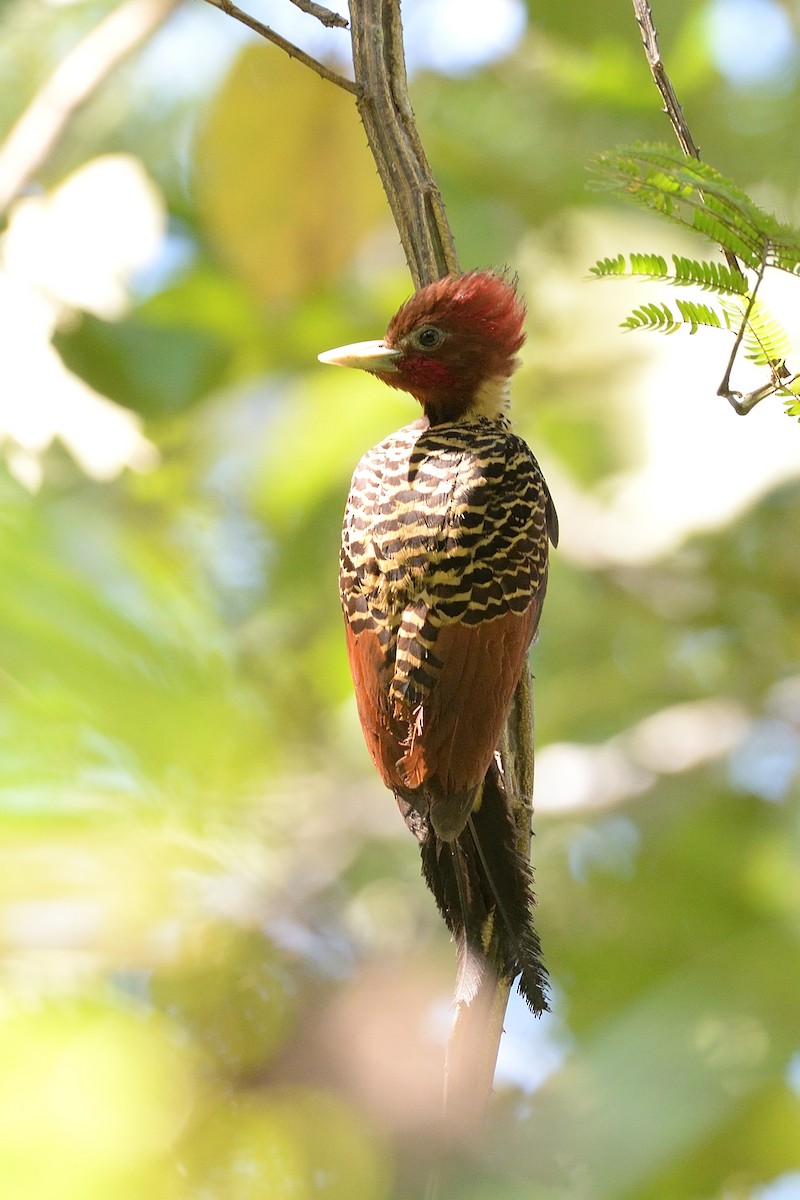 Rufous-headed Woodpecker - ML621749647