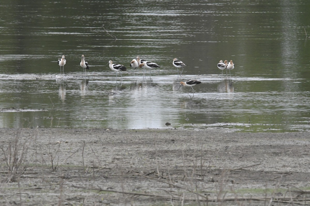 Avocette d'Amérique - ML621749736