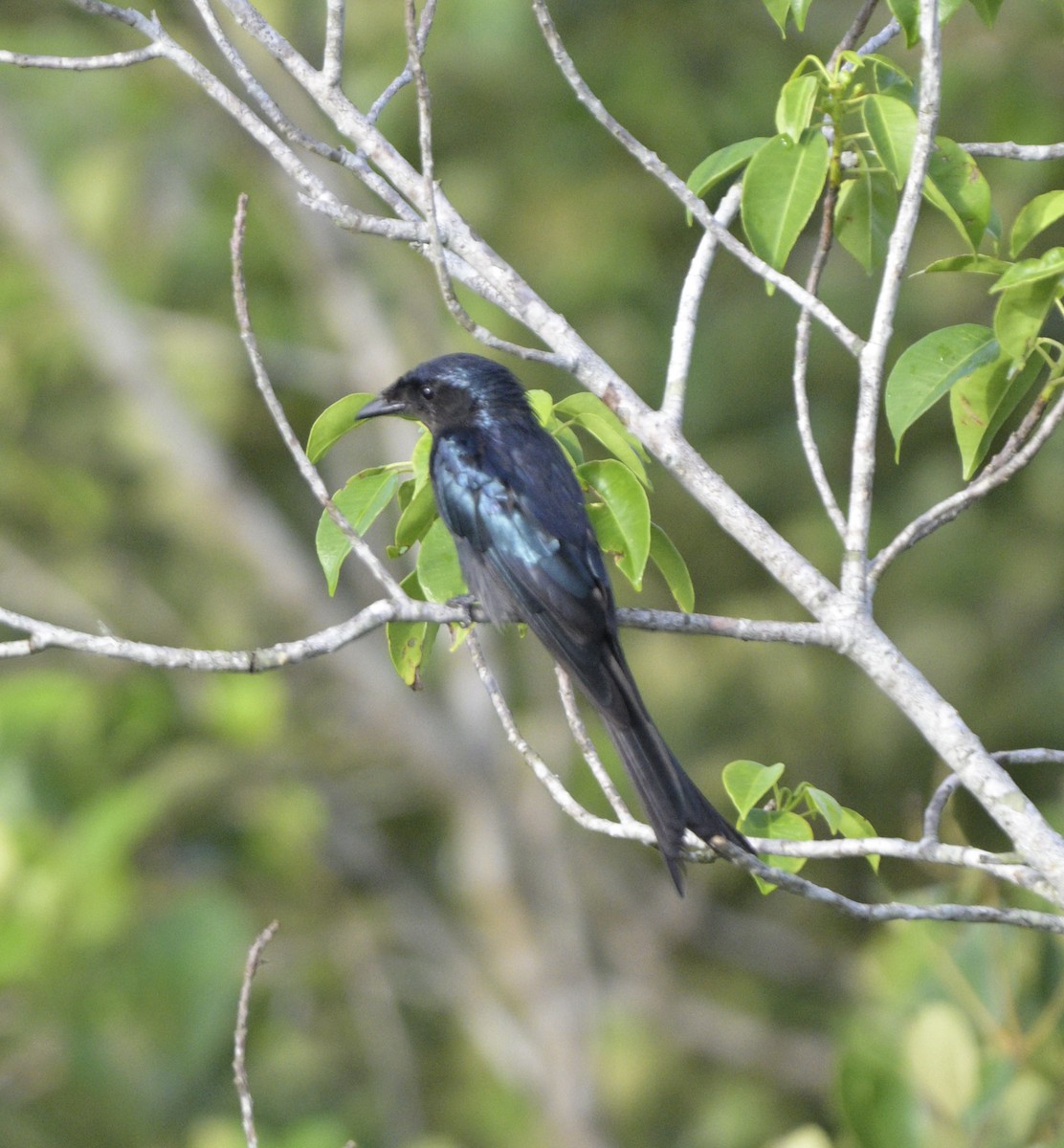 Bronzed Drongo - ML621749743