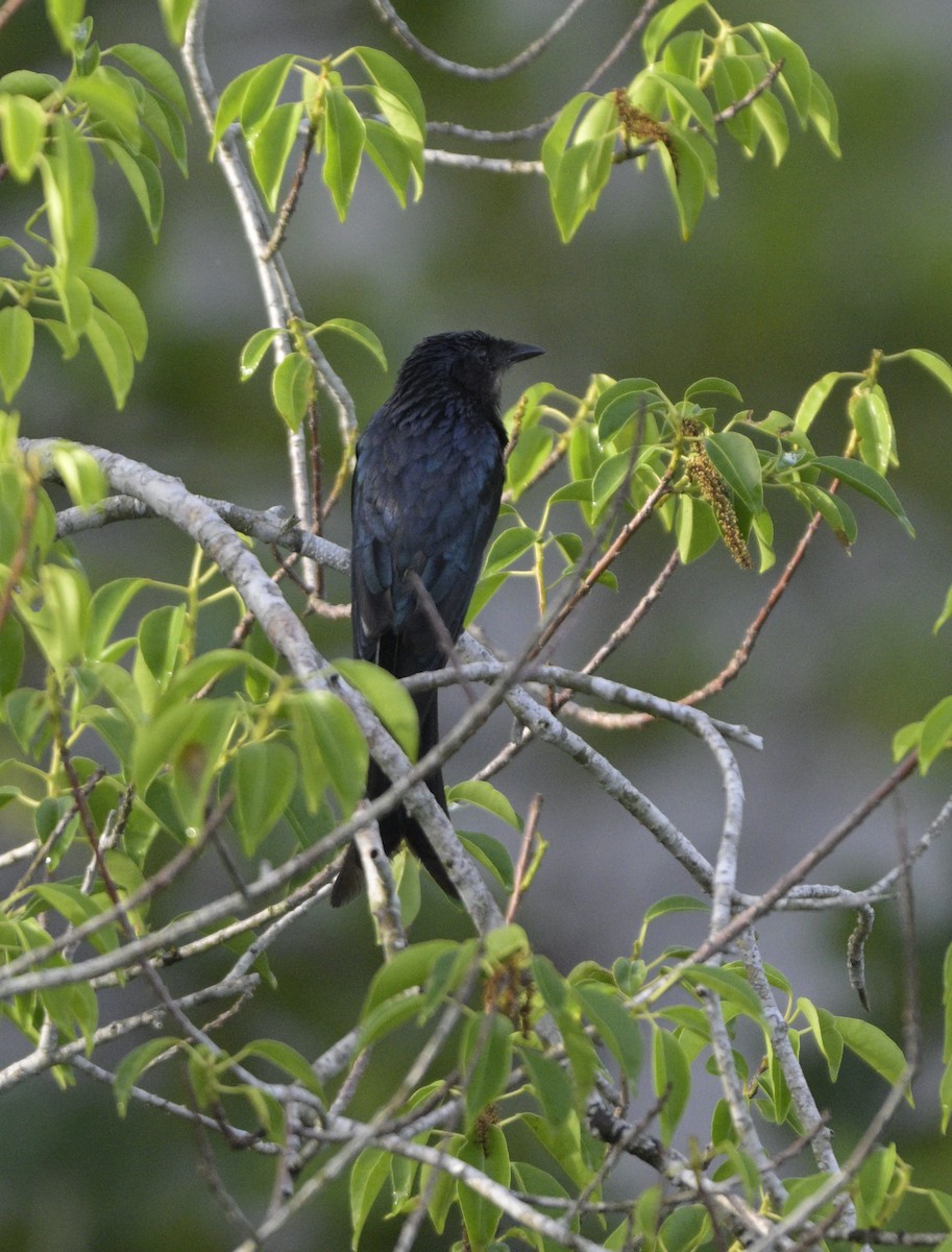 Bronzed Drongo - ML621749744