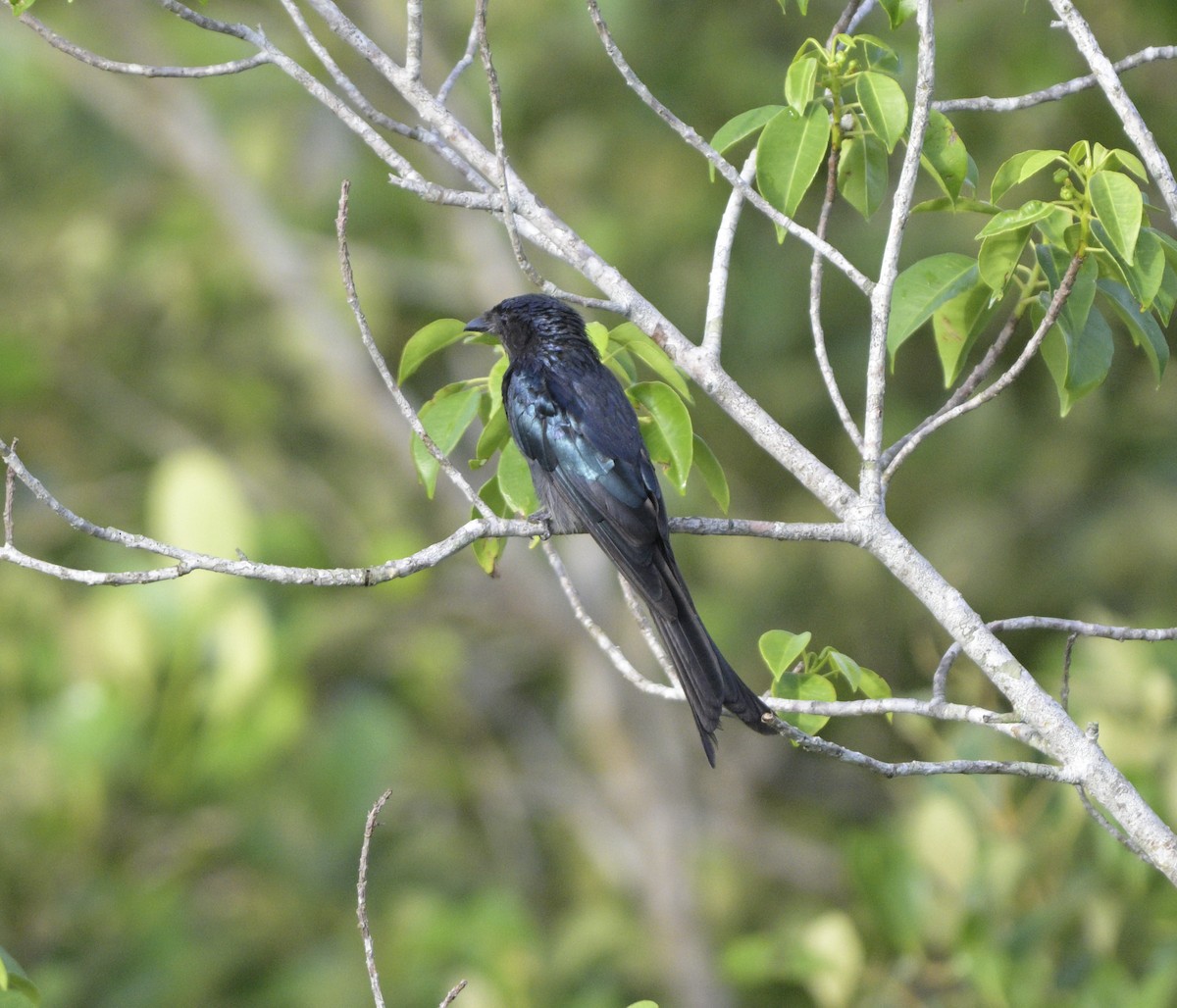 Bronzed Drongo - ML621749745
