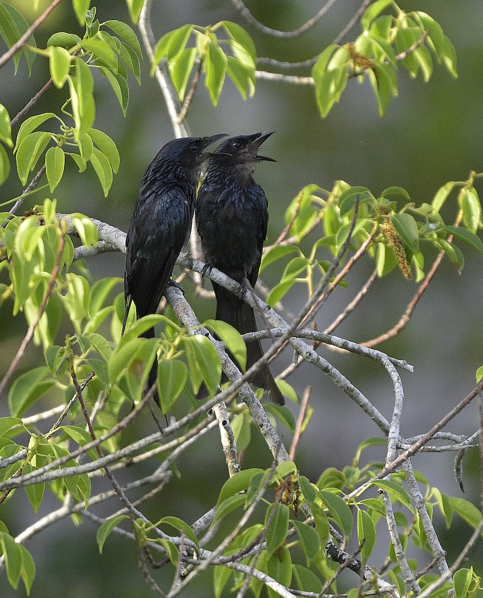 Bronzed Drongo - ML621749746