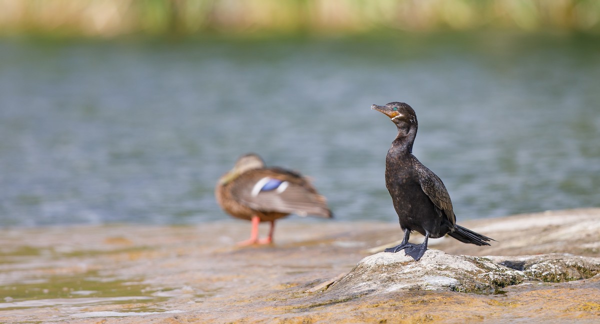 Neotropic Cormorant - ML621749760