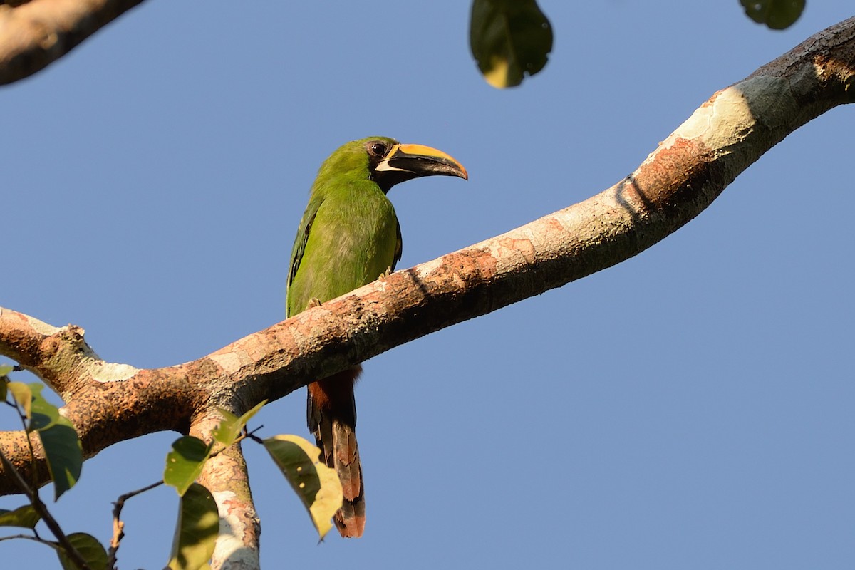 Southern Emerald-Toucanet (Black-throated) - ML621749806