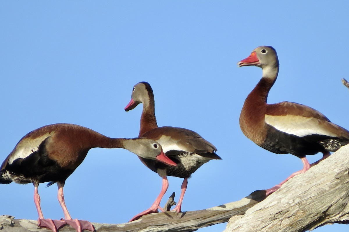 Black-bellied Whistling-Duck - ML621749822