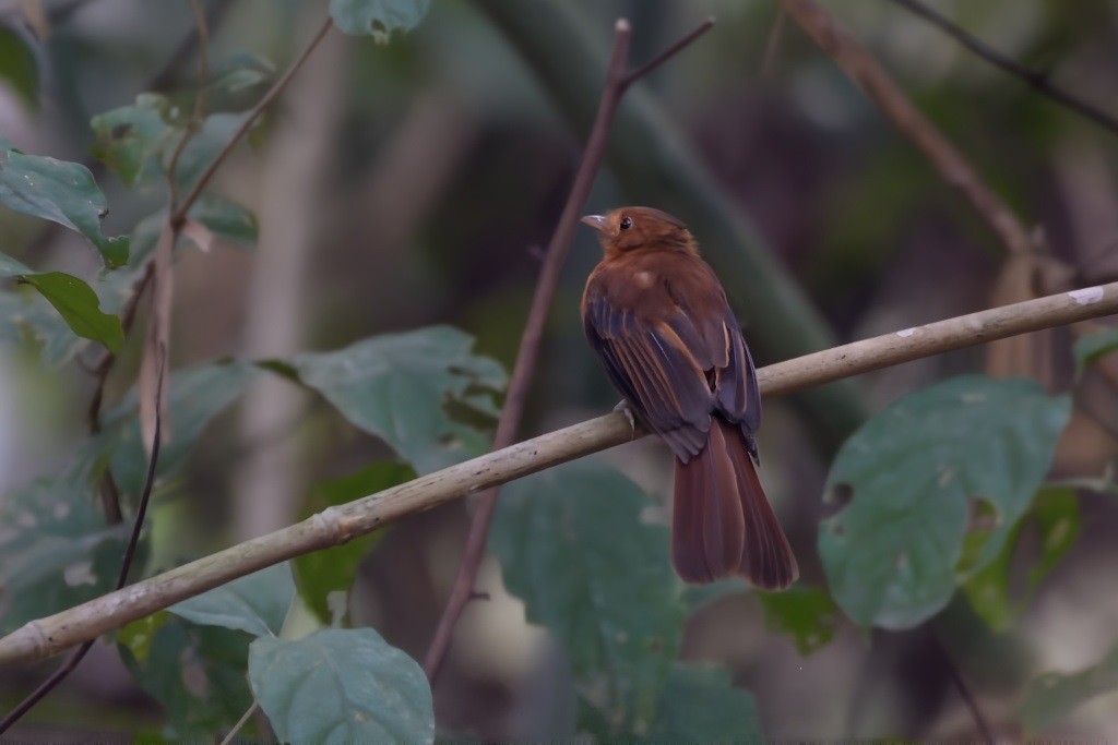 Rufous Twistwing - ML621749901