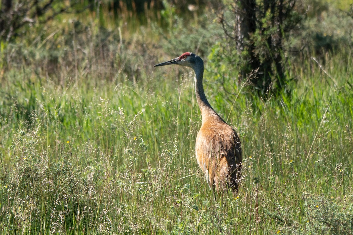 Sandhill Crane (tabida/rowani) - ML621749952