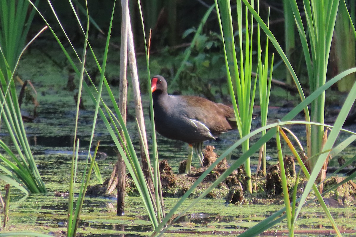 Common Gallinule - Catherine Boisseau