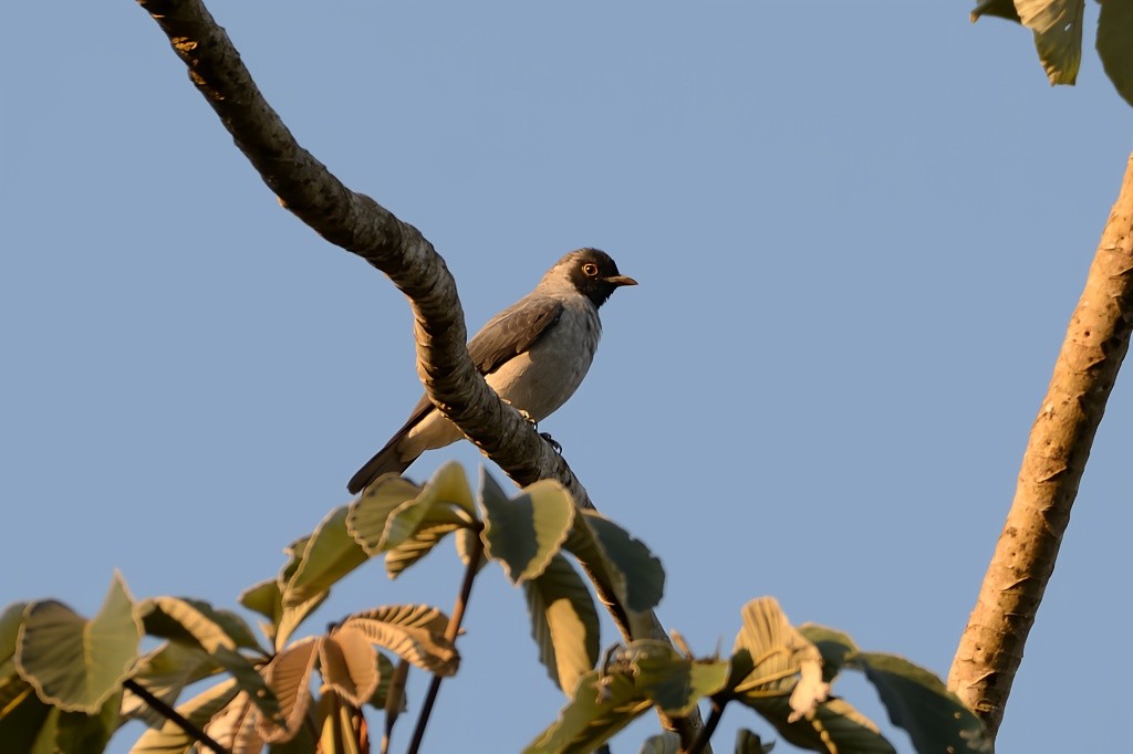 Black-faced Cotinga - Rodrigo Ferronato