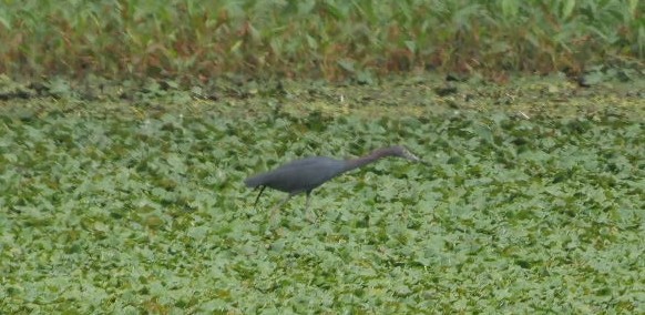 Little Blue Heron - Zenon Bachir