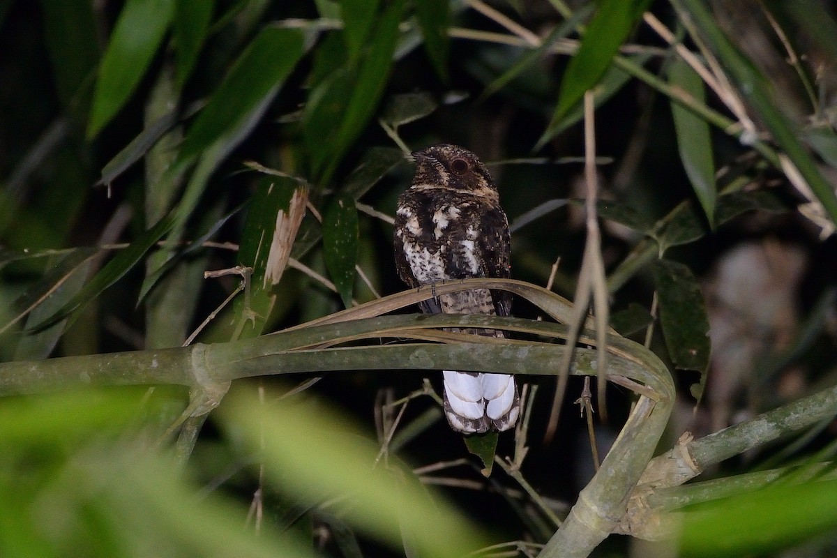 Silky-tailed Nightjar - ML621750033