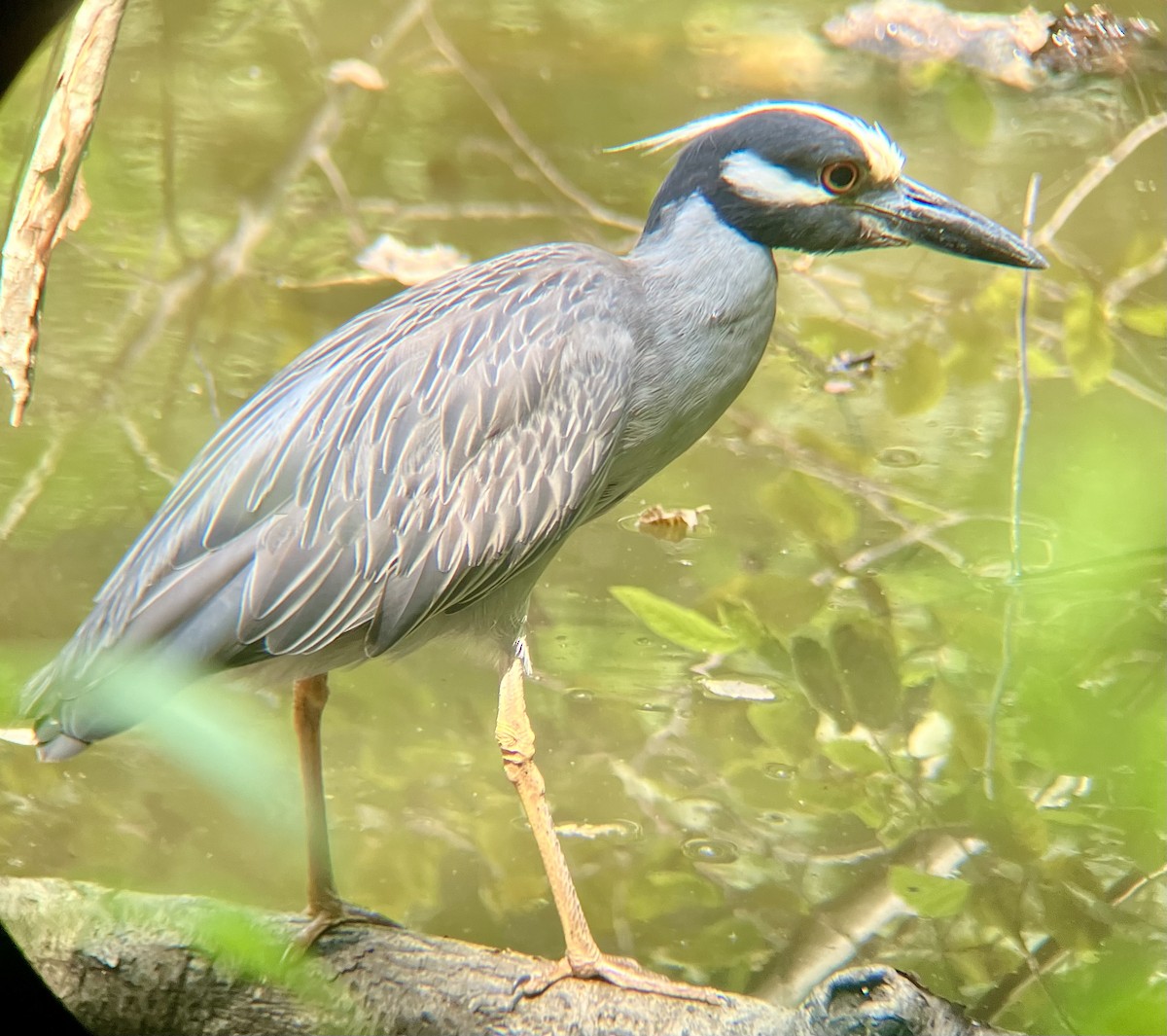 Yellow-crowned Night Heron - ML621750036