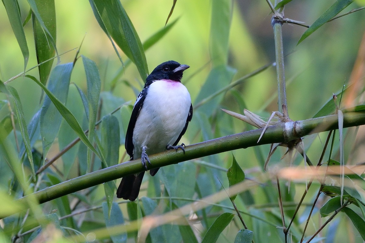 Cotinga à gorge mauve - ML621750066