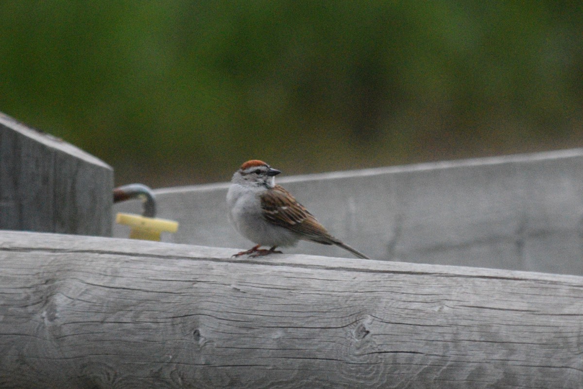 Chipping Sparrow - ML621750090