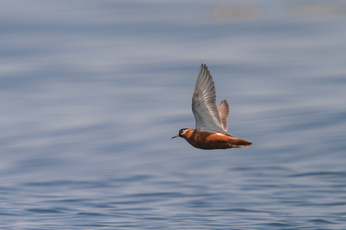 polarsvømmesnipe - ML621750173