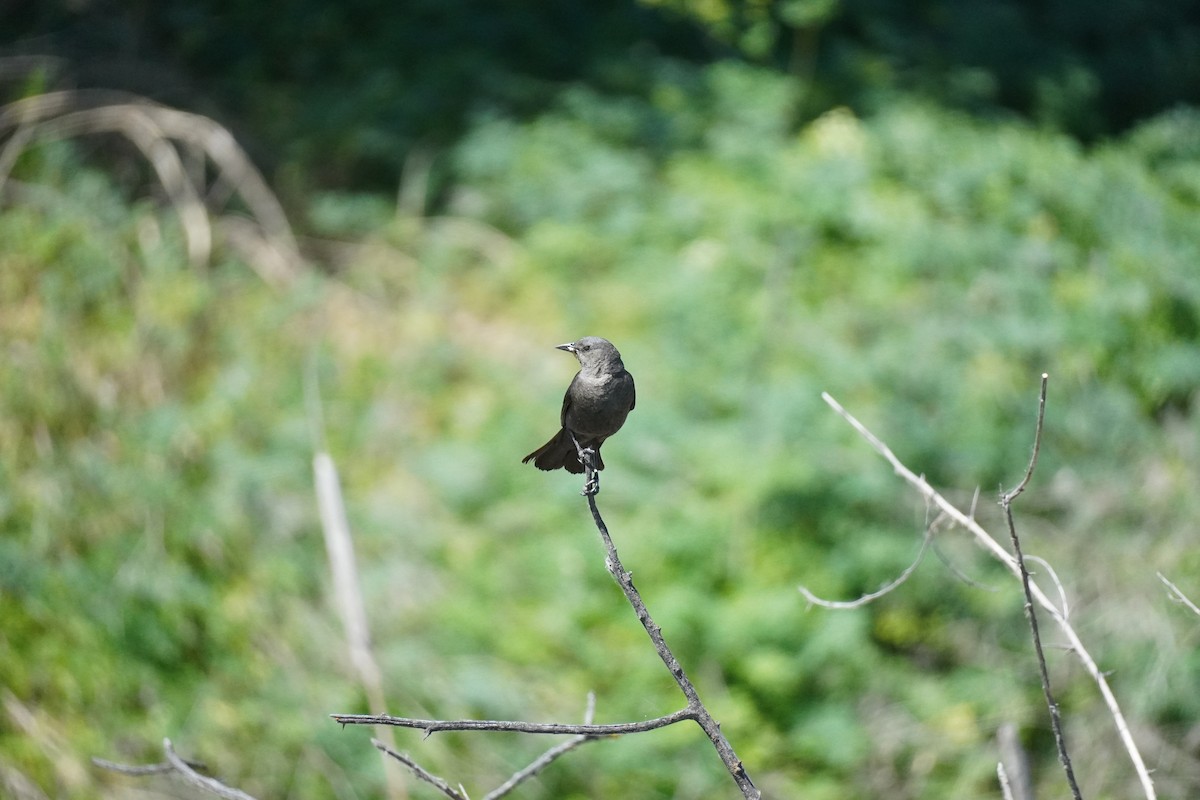 Brewer's Blackbird - ML621750237