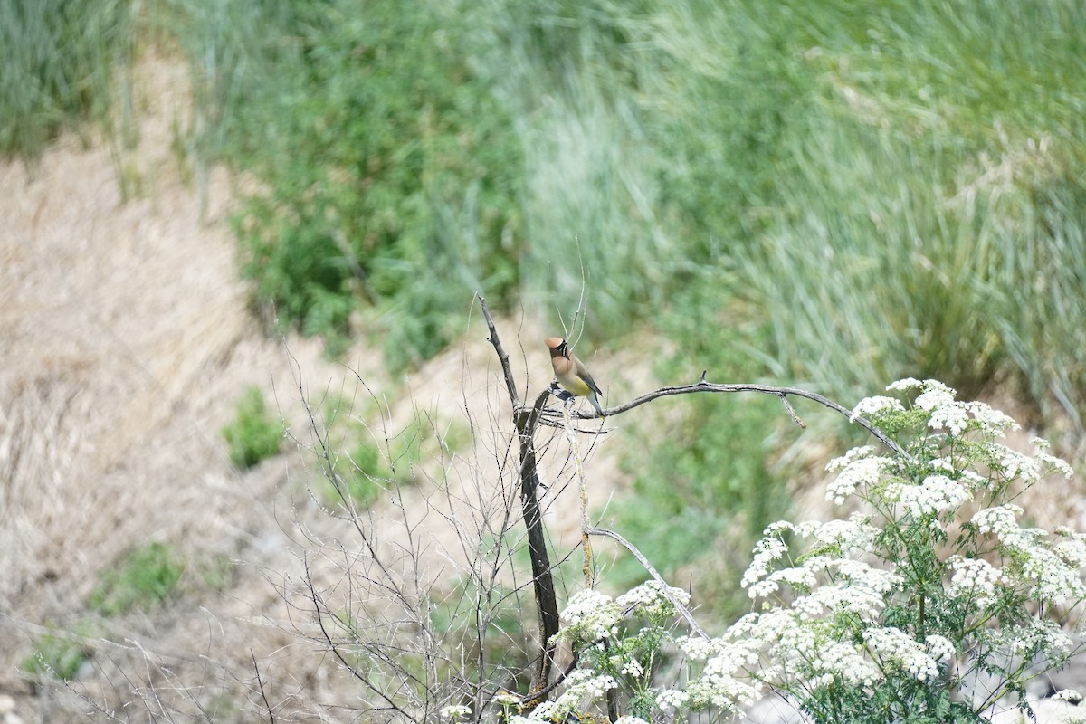 Cedar Waxwing - ML621750243