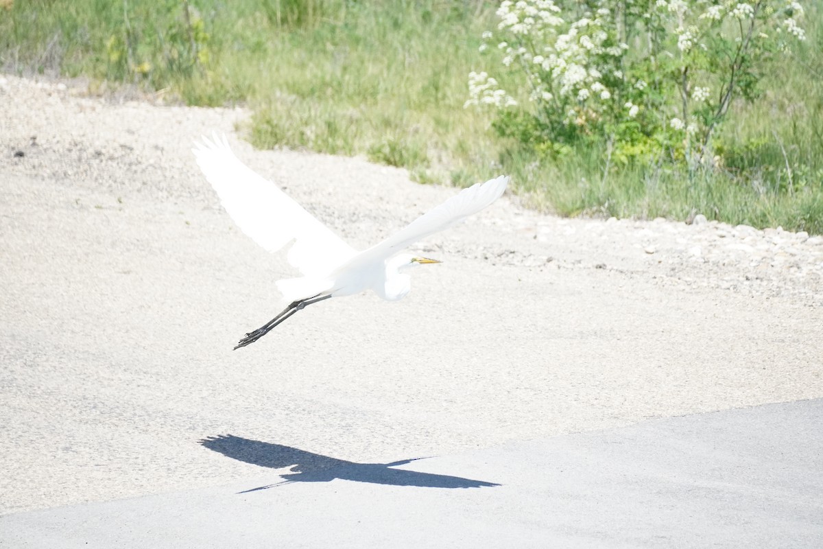 Great Egret - ML621750256