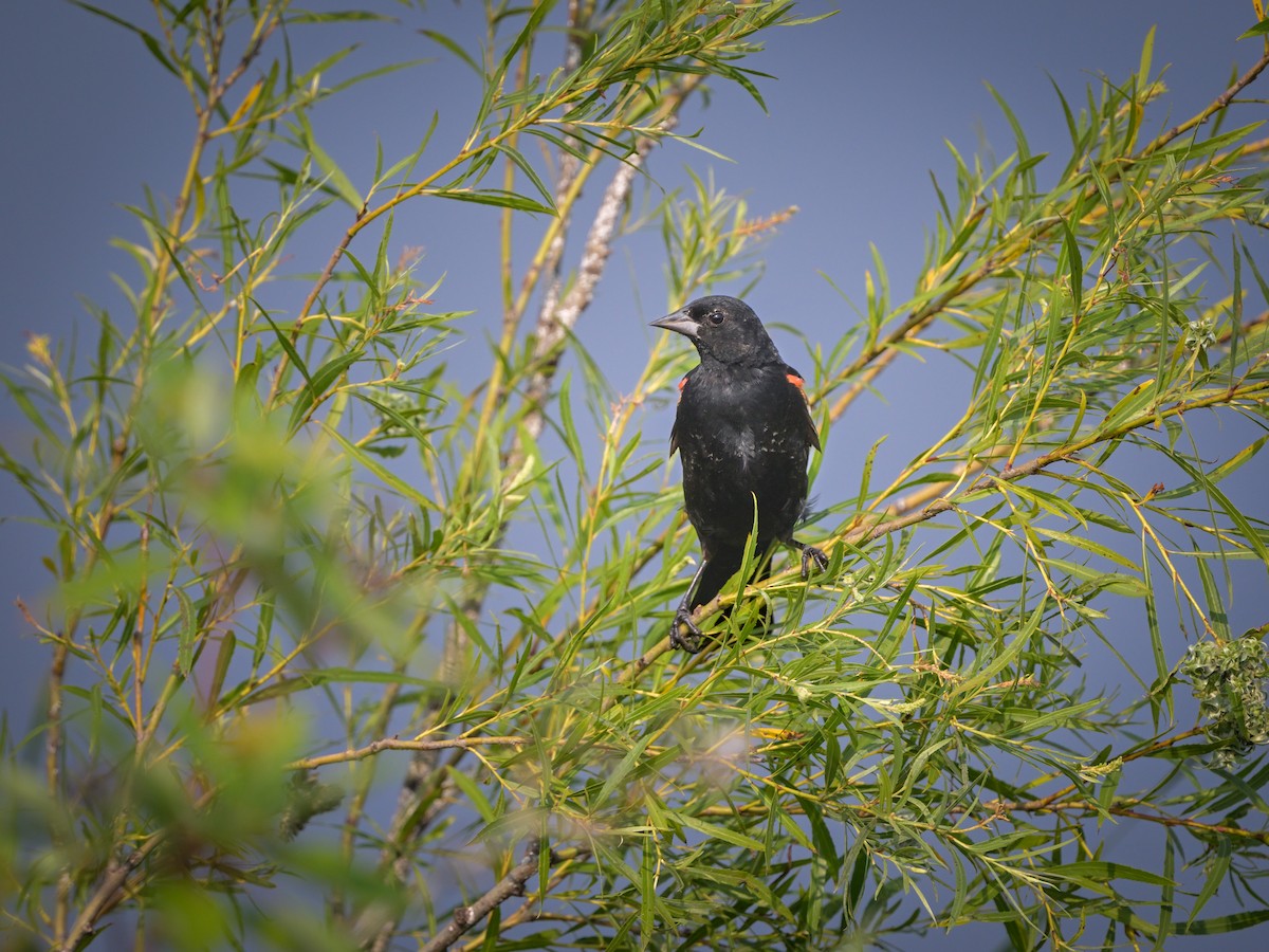 Red-winged Blackbird - Myron Peterson