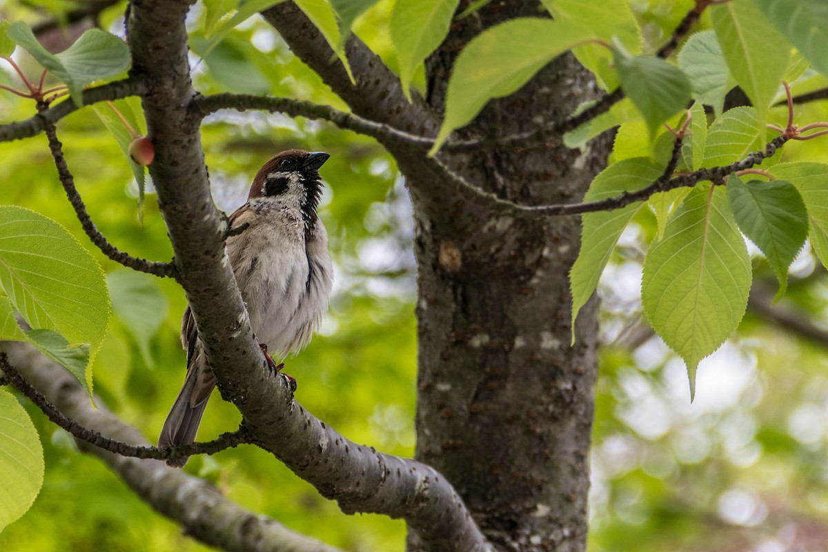 Eurasian Tree Sparrow - ML621750382