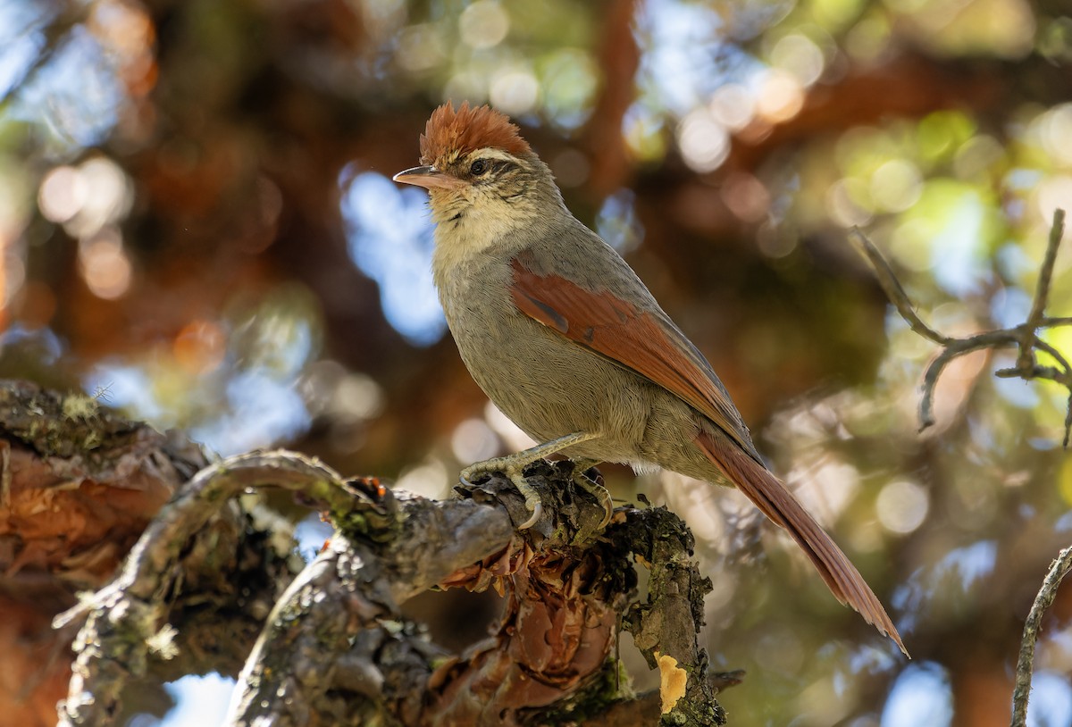 Line-cheeked Spinetail - ML621750420