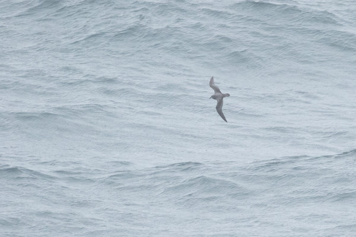 Murphy's Petrel - Vicens Vila