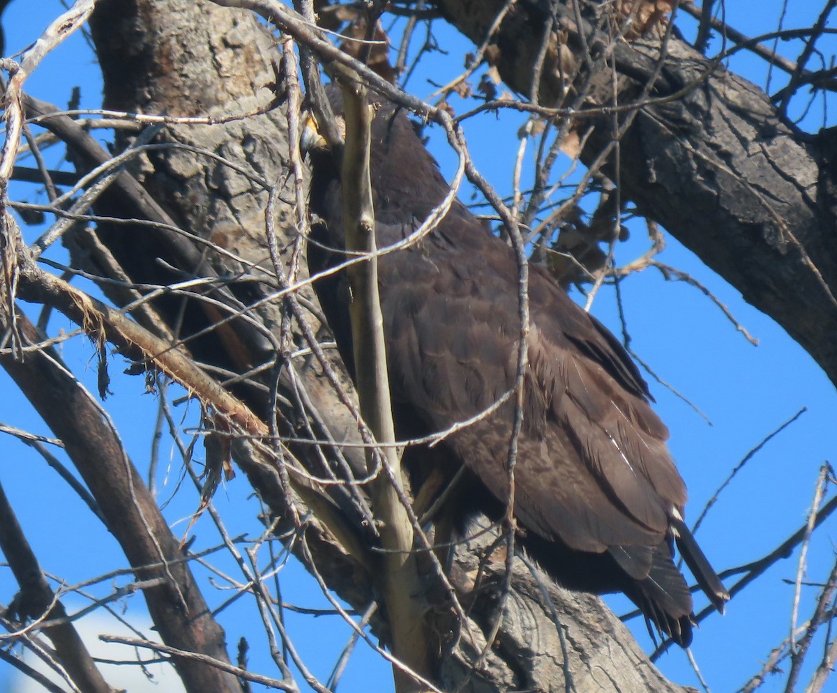 Common Black Hawk - ML621750544