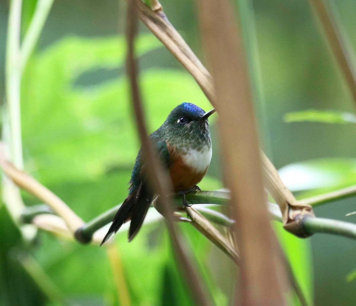 Violet-tailed Sylph - Sandy Vorpahl