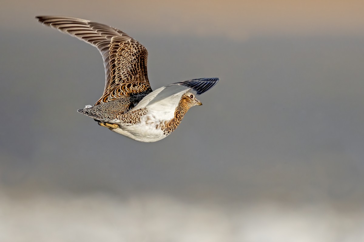 White-bellied Seedsnipe - ML621750708