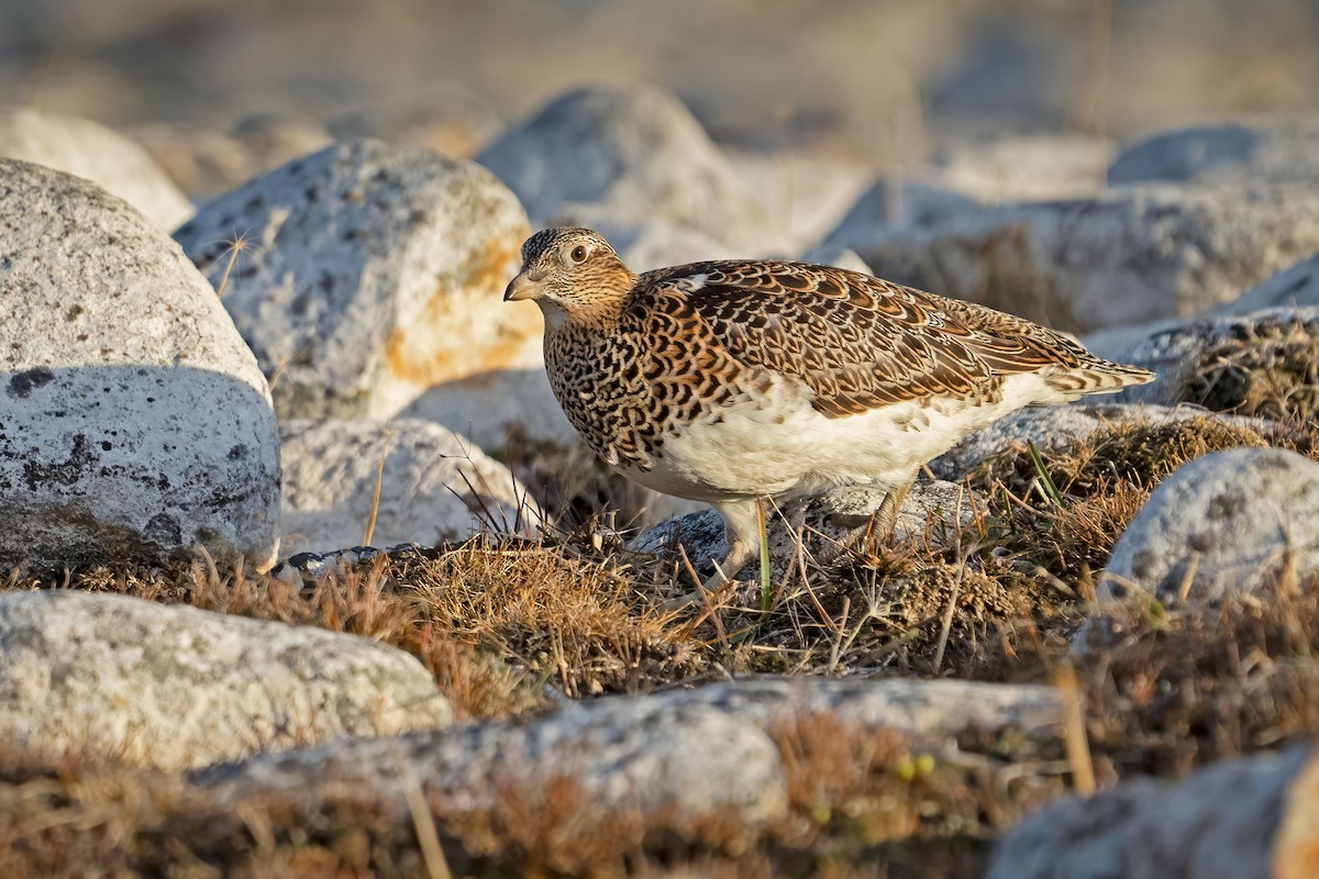 White-bellied Seedsnipe - ML621750722