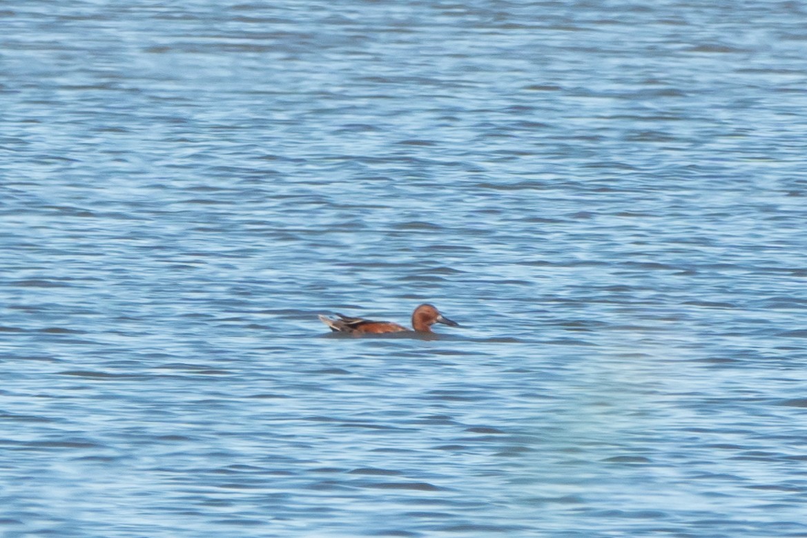 Cinnamon Teal - ML621750740