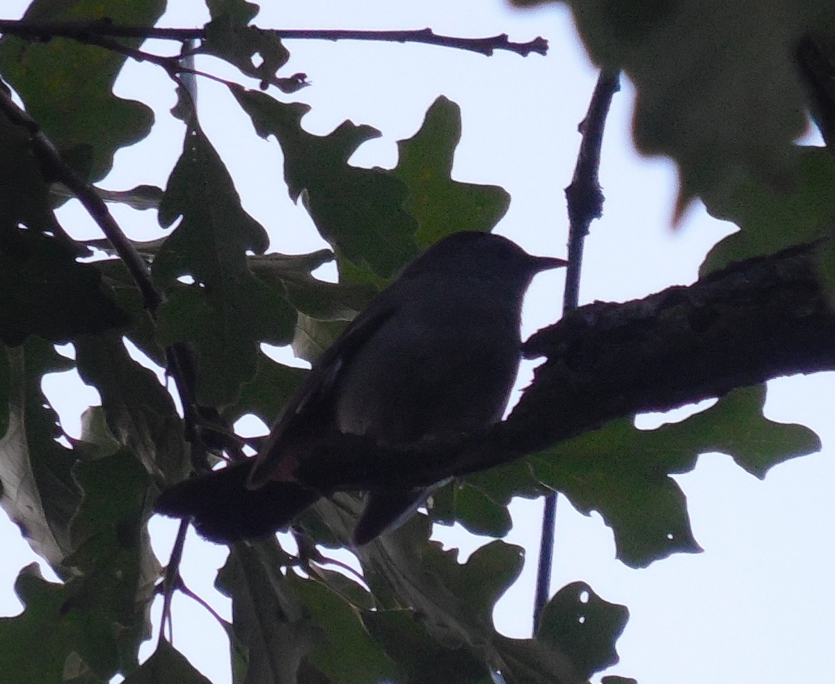 Gray Catbird - ML621750743