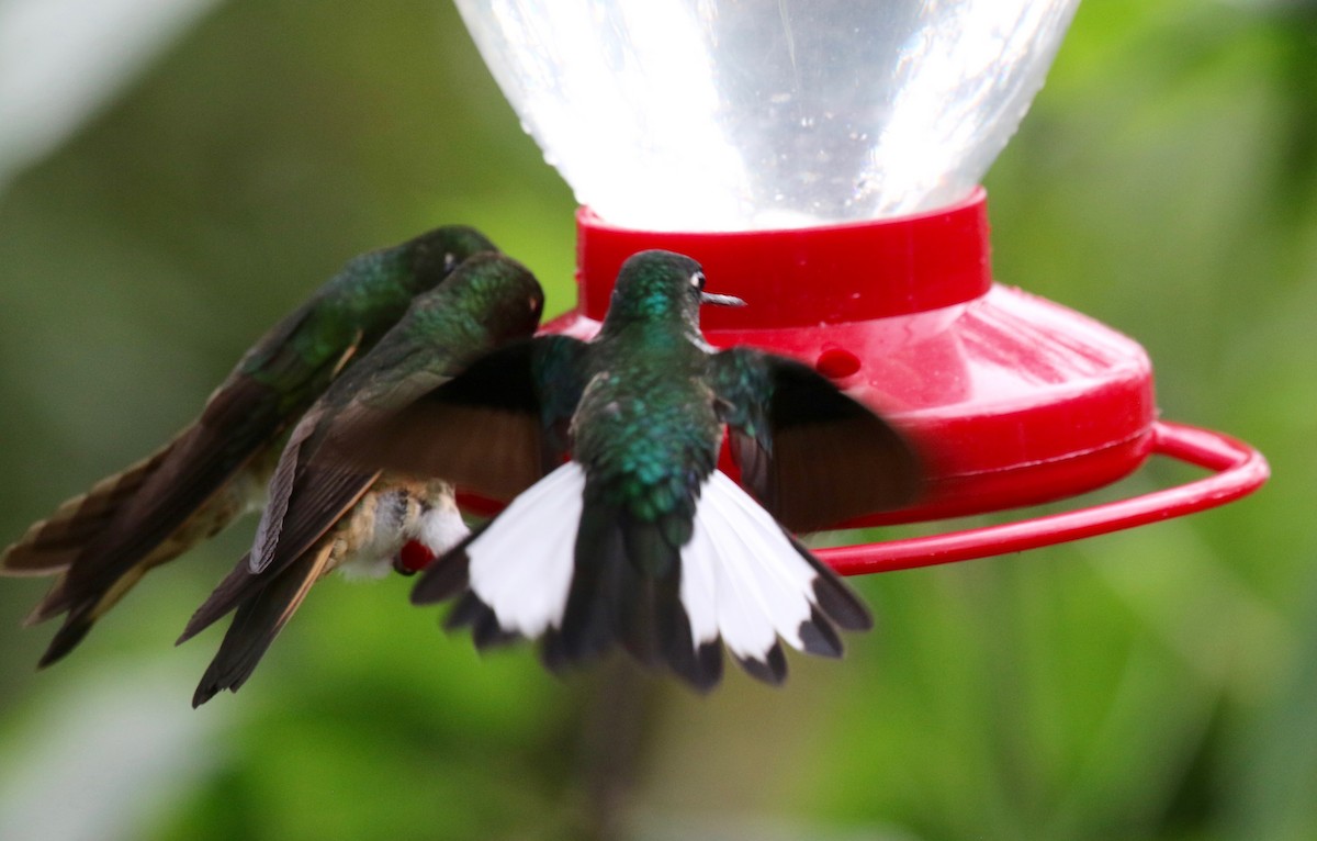 Collared Inca - Sandy Vorpahl