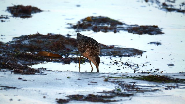 Long-billed Dowitcher - ML621750857
