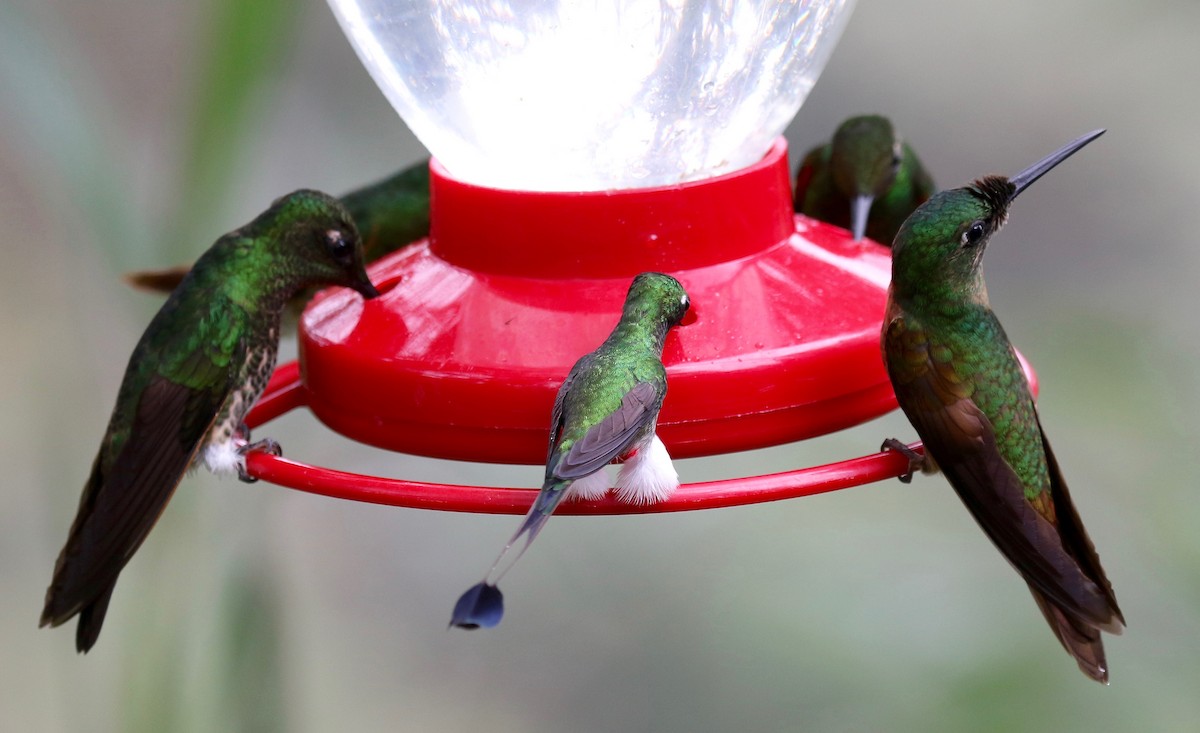 White-booted Racket-tail - Sandy Vorpahl