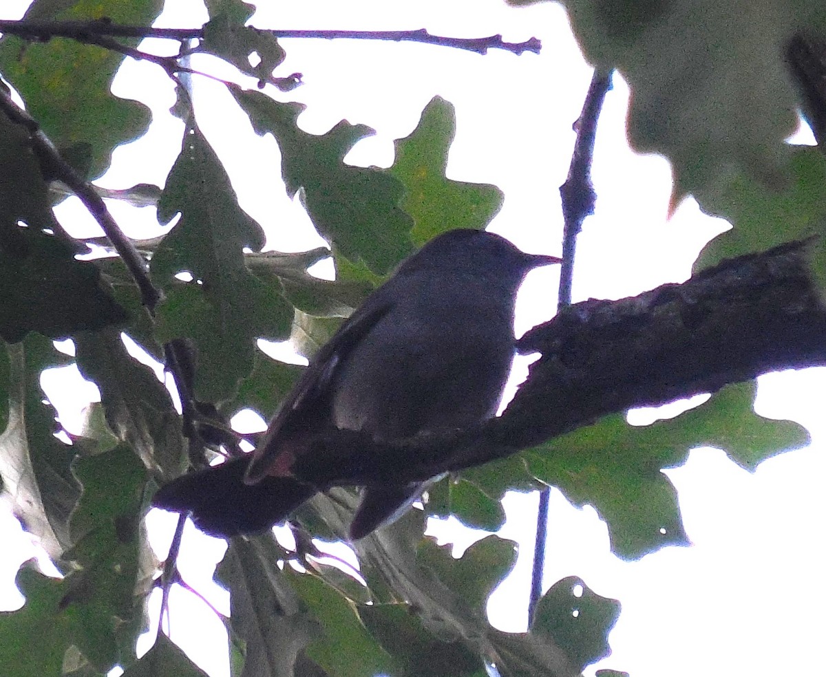 Pájaro Gato Gris - ML621750910