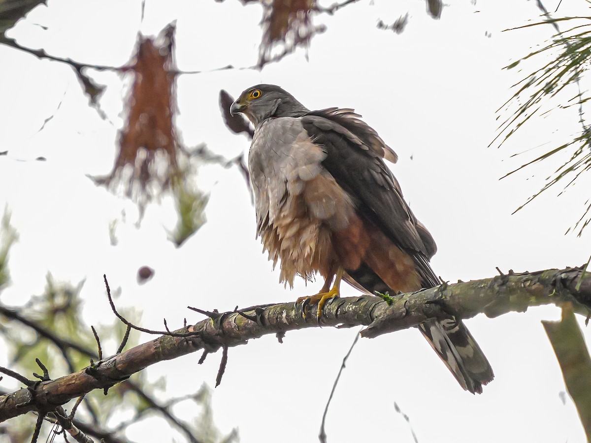 Bicolored Hawk (Spotted) - ML621750949