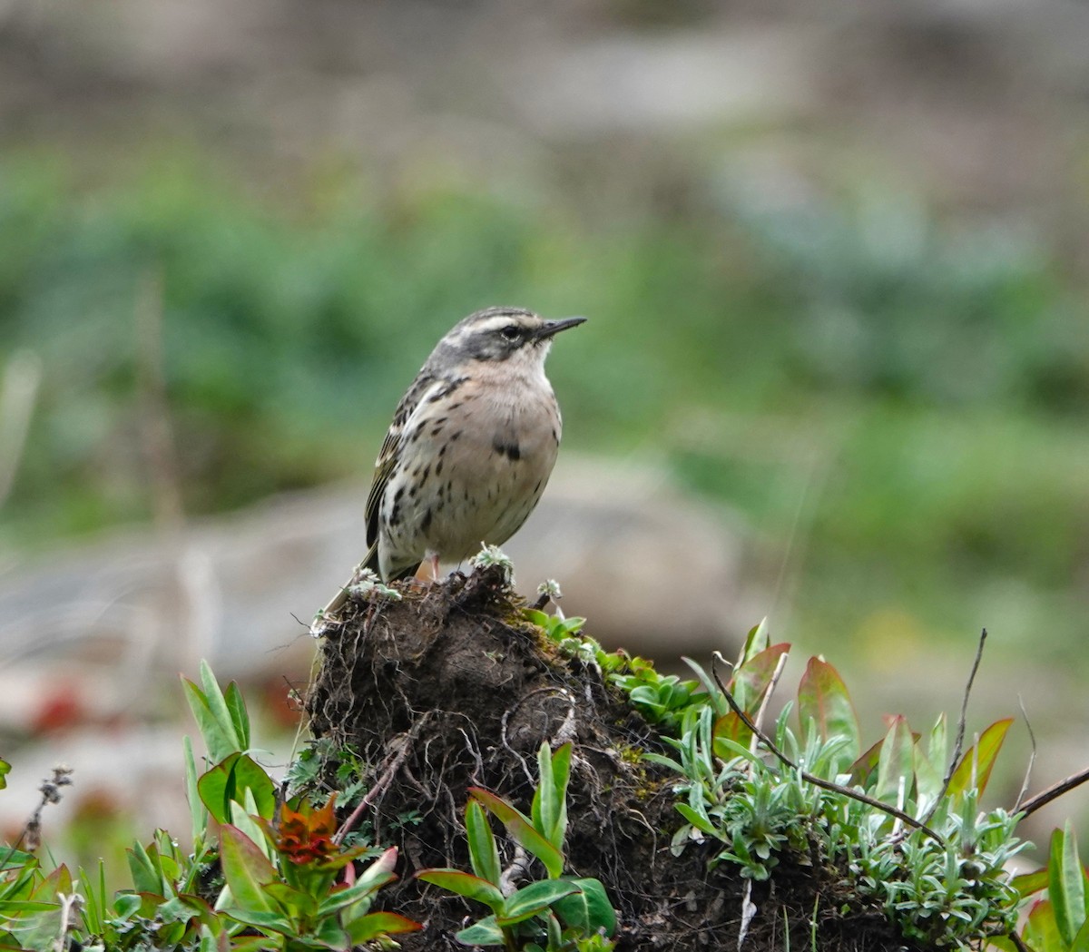 Rosy Pipit - Andrew Malley