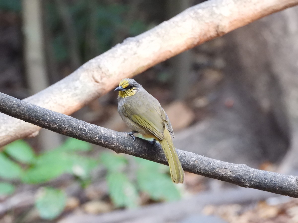 Bulbul de Finlayson - ML621751004