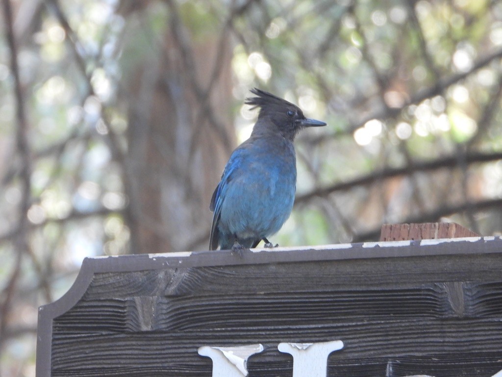 Steller's Jay - ML621751042