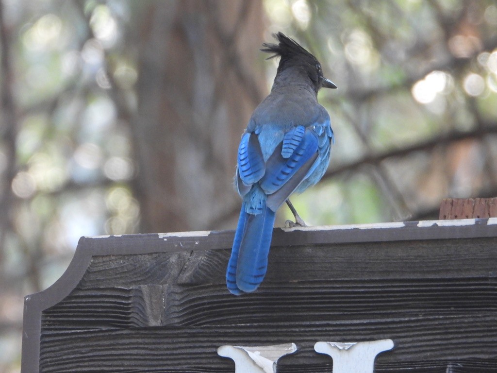Steller's Jay - ML621751044