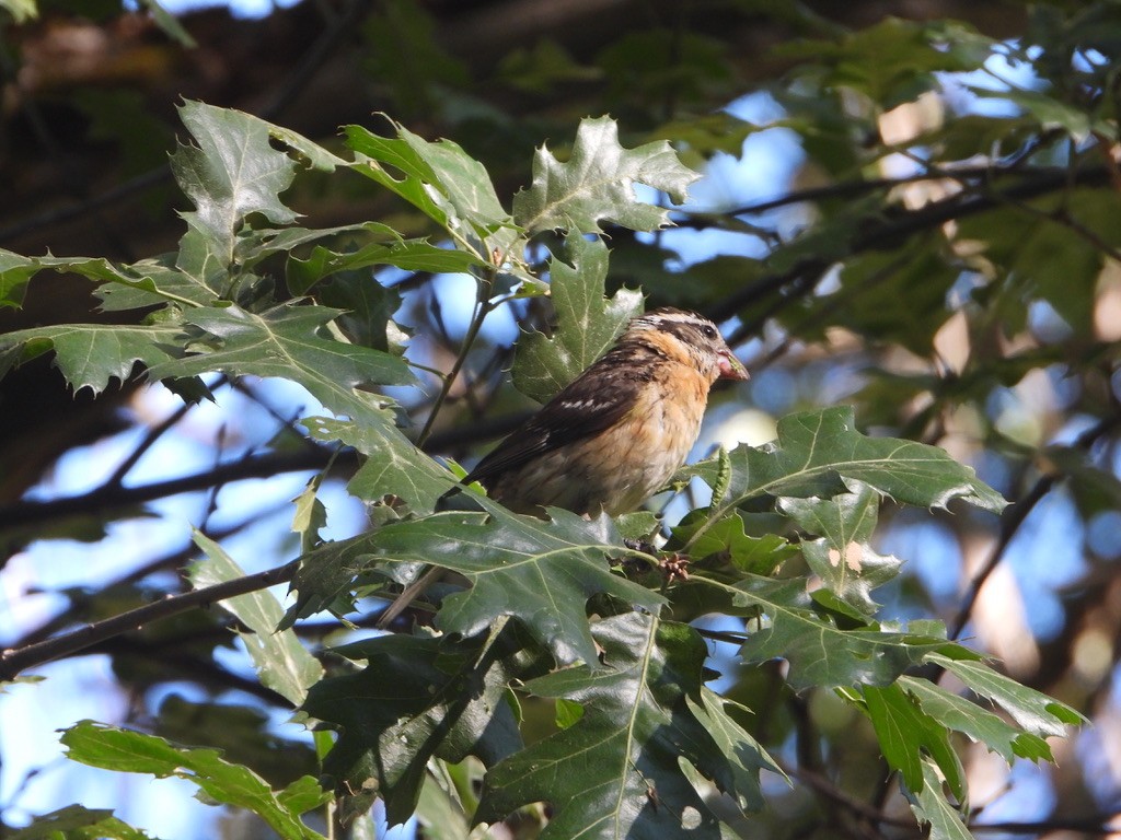 Black-headed Grosbeak - ML621751050