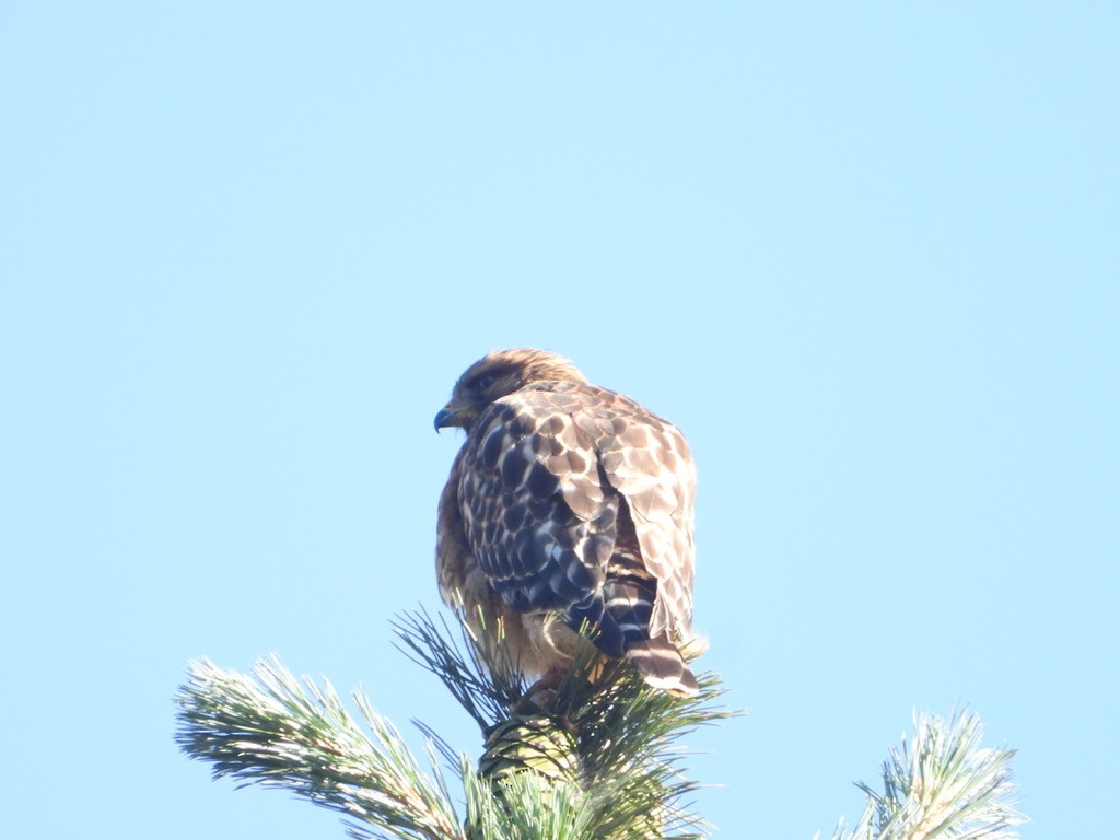Red-shouldered Hawk - ML621751065