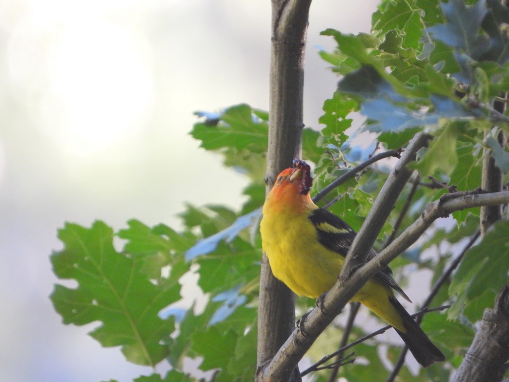 Western Tanager - ML621751074